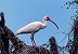 Ibis Blanco.