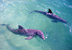 Bahía de Naranjo. Holguín. Delfines.
