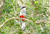 Cayo Saetía. Cuban trogon, national bird