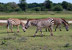 Cayo Saetía. Cebras.