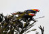 Cayo Saetía. Macaws