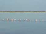 Flamencos Rosados