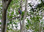 Tocoro -  Ave Nacional - Cayo Saetía