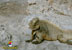 Iguana, Cayo Largo del Sur