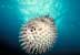 Balloonfish