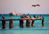 Holbox. Aves marinas.