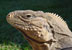 Cabo de San Antonio. Iguana