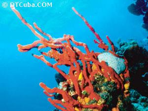 Garrafón. Red corals